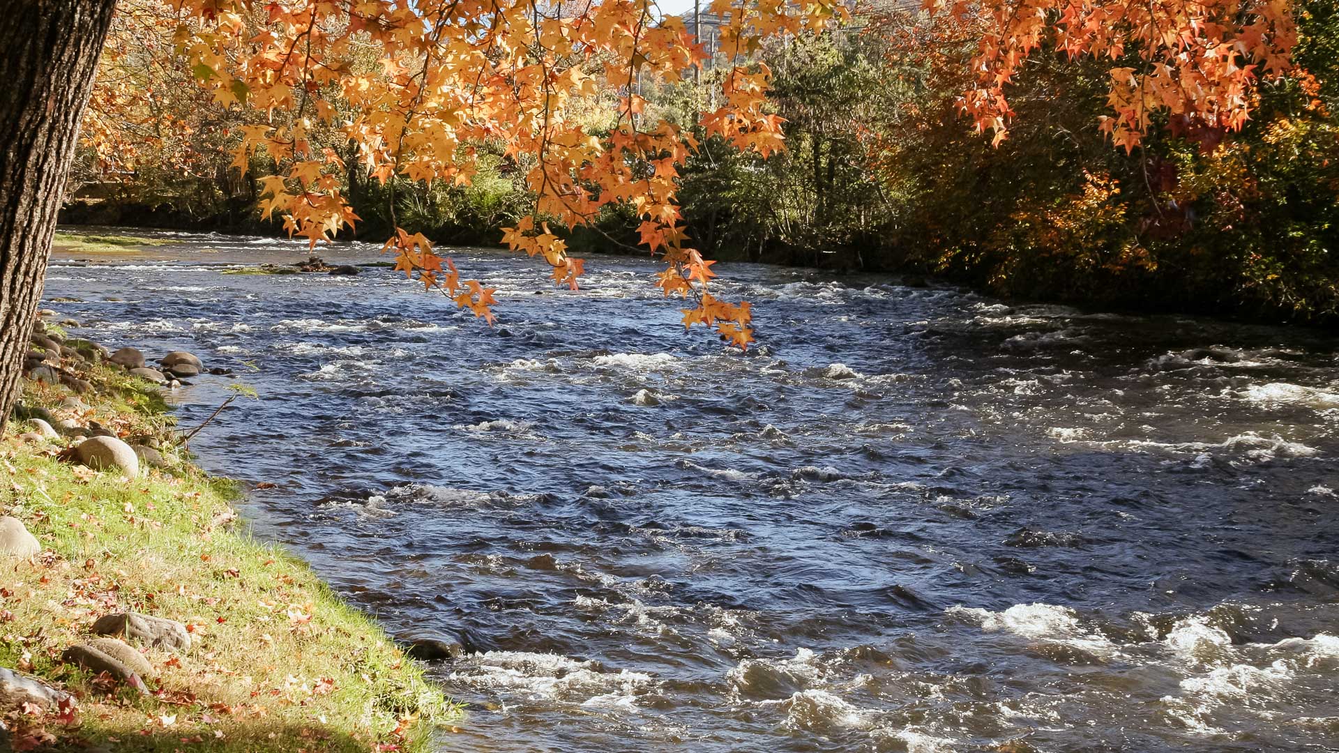 a river with trees and leaves