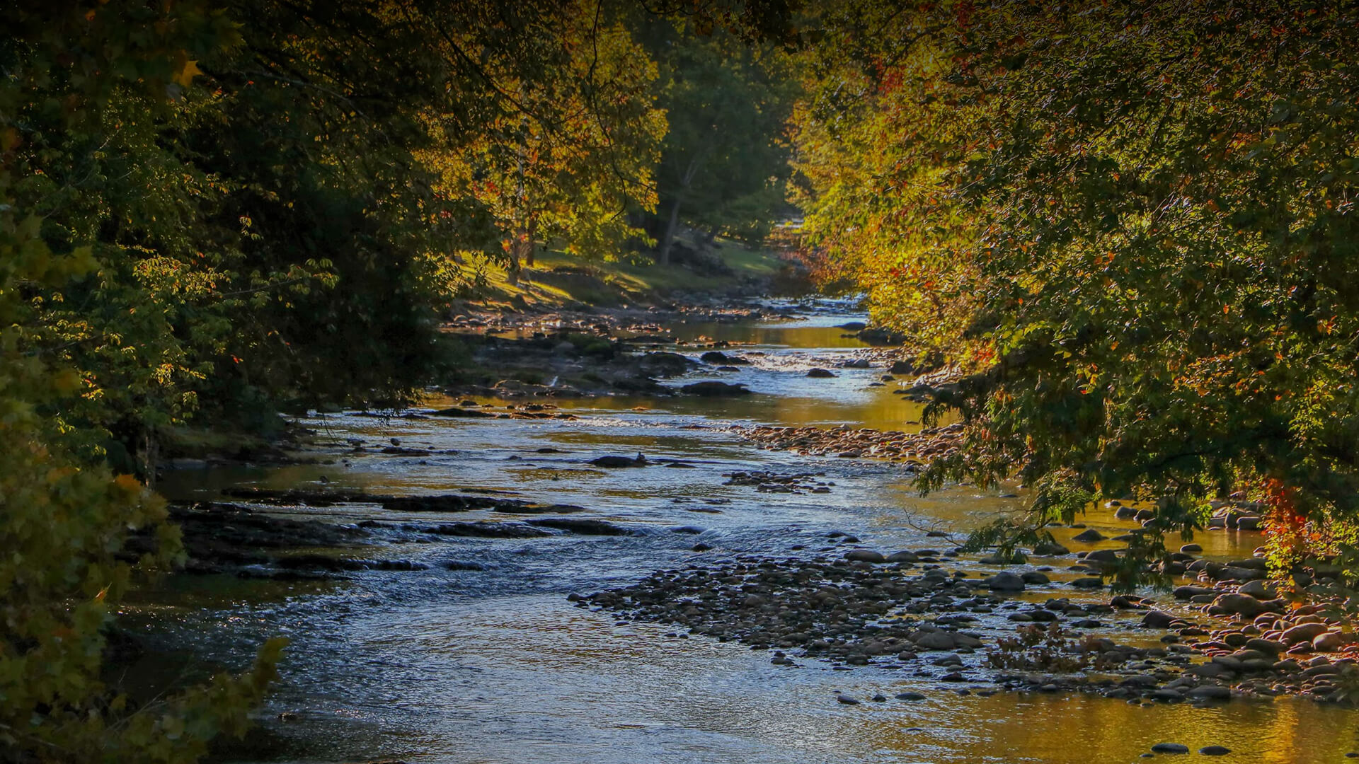 a river with rocks and trees