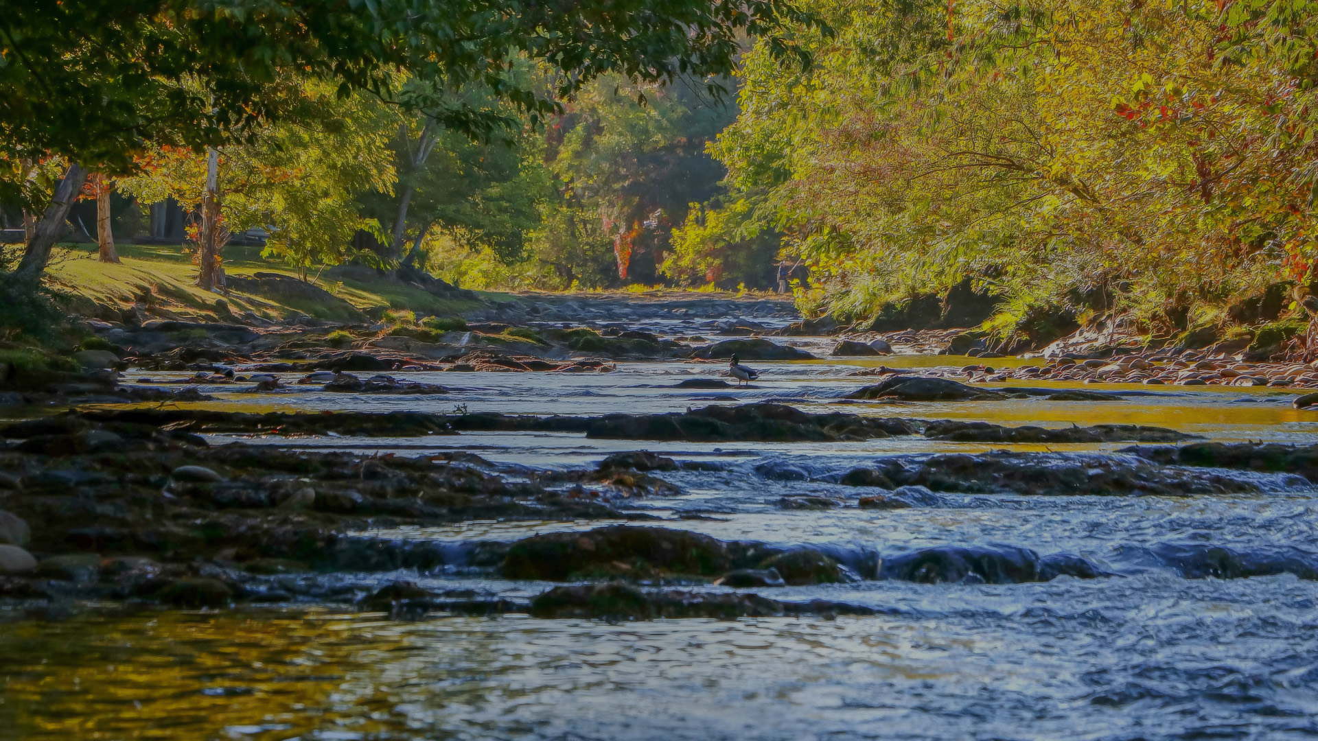 a river with rocks and trees