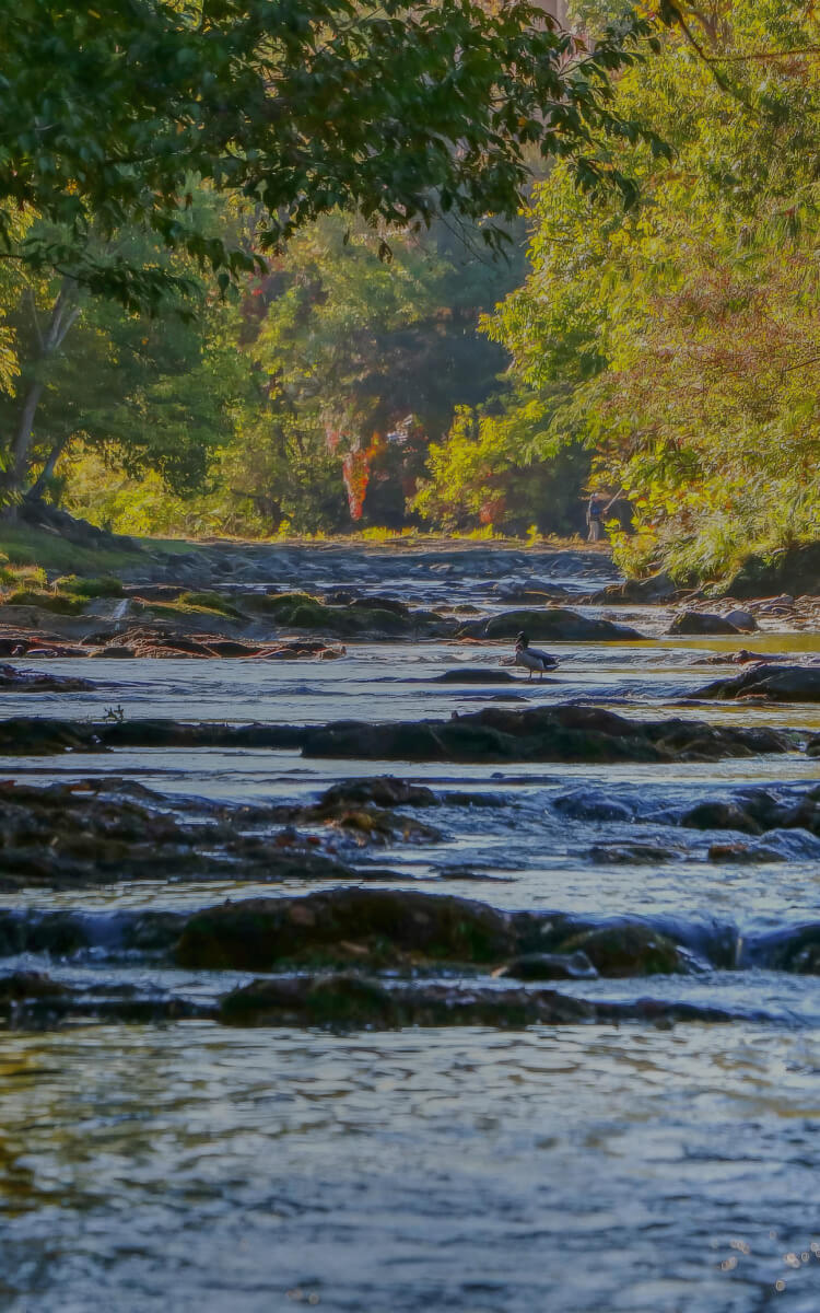 a river with rocks and trees