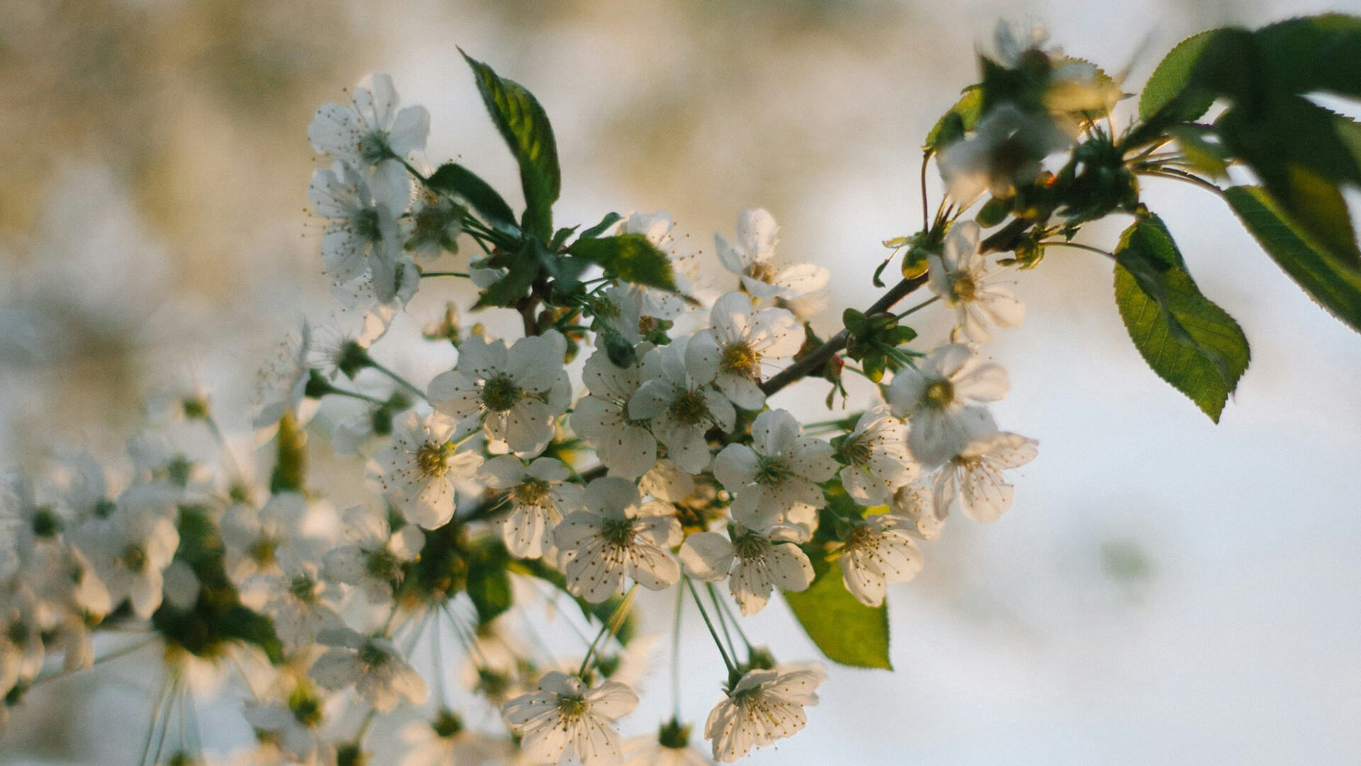 a close up of a white flower