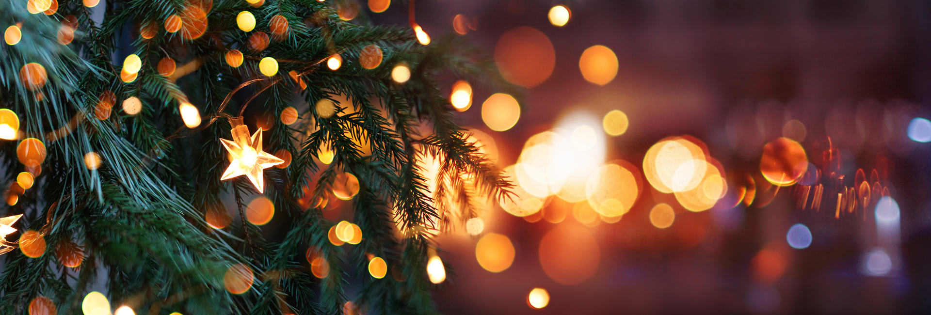 a tree branch with lights