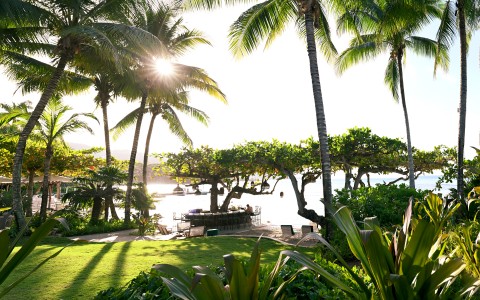 a group of palm trees and a beach