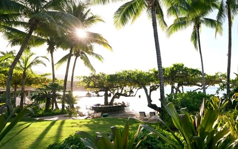 a group of palm trees and a beach