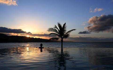 a person in a pool with a palm tree in the background