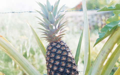 a pineapple growing on a plant