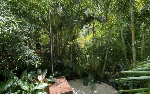 a small path in a tropical garden
