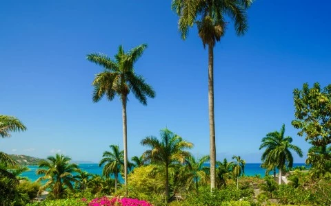 a palm trees and flowers in a garden