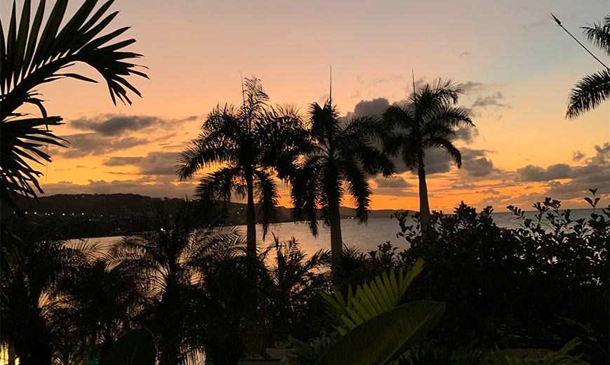 palm trees and water during sunset