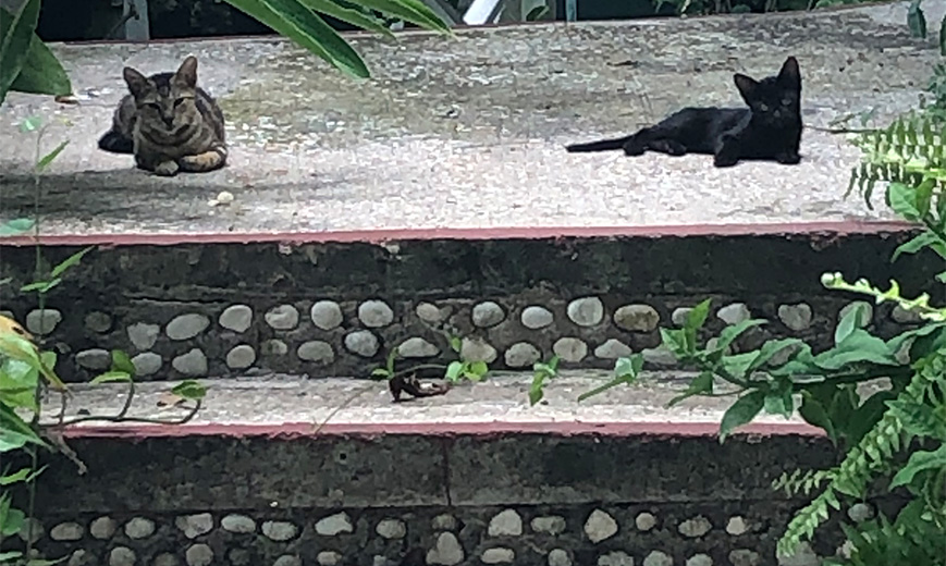 two cats lying on a stone staircase