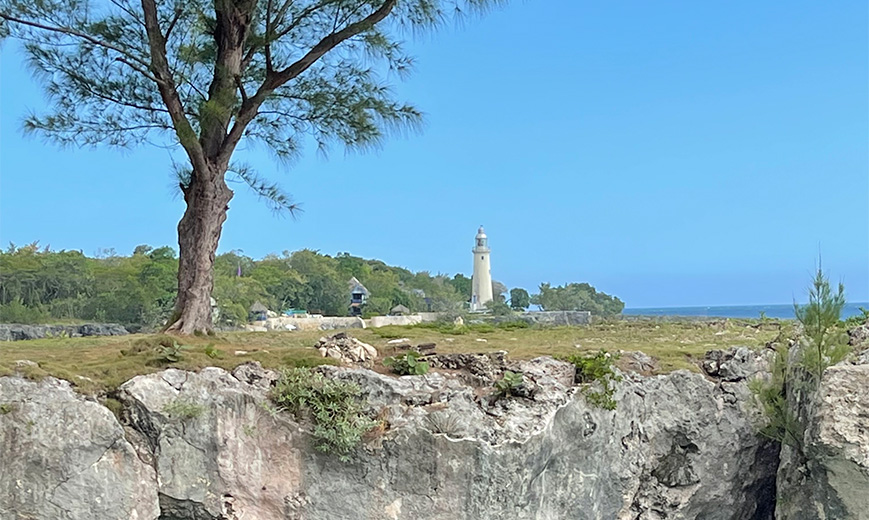 a tree and rock with a lighthouse in the background