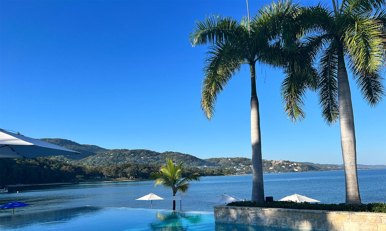 a palm tree next to a pool