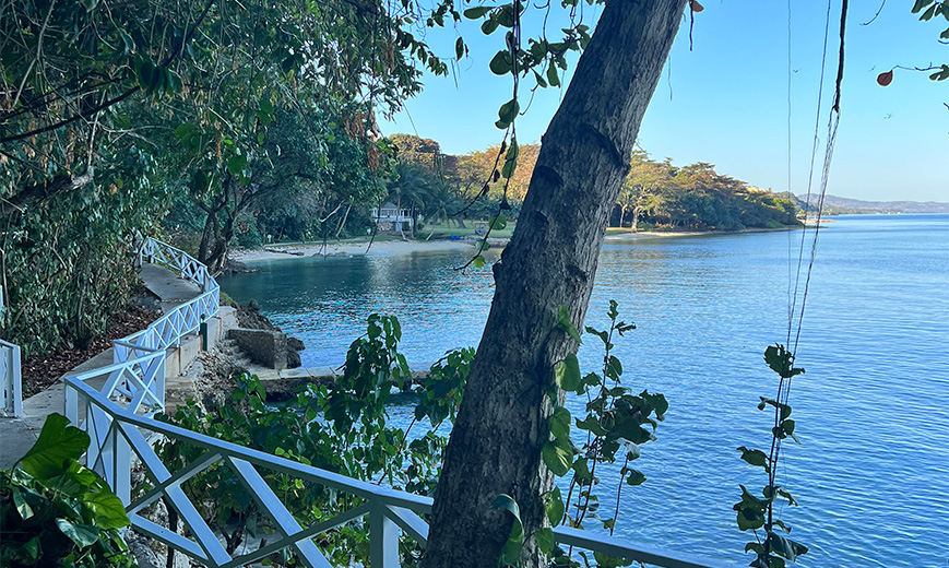 a tree next to a body of water