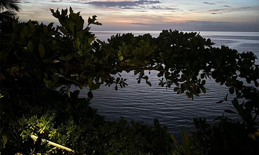 a tree with lights on the side of the water