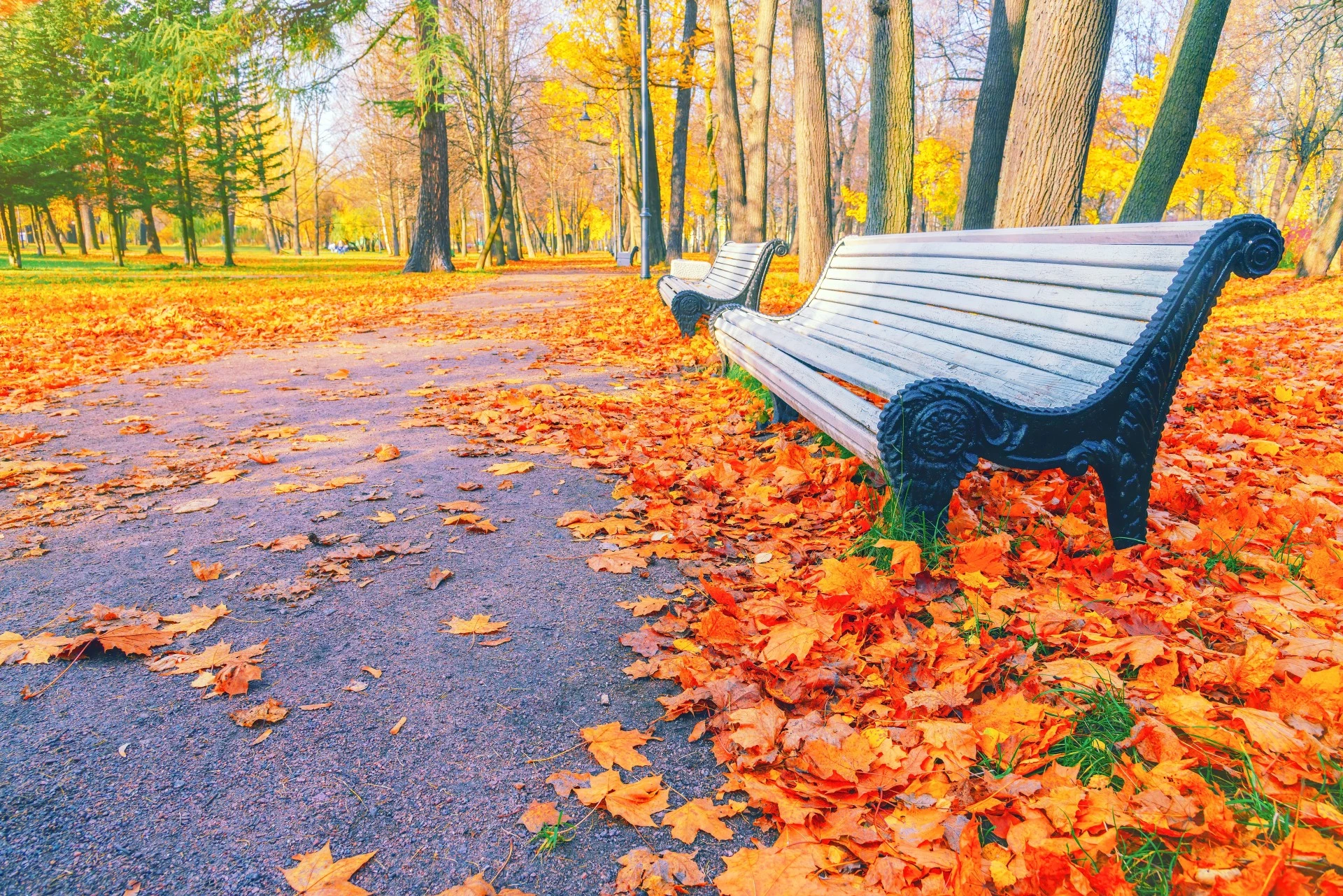 a bench in a park with orange leaves on the ground
