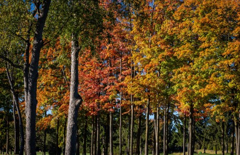 a group of trees with orange and yellow leaves