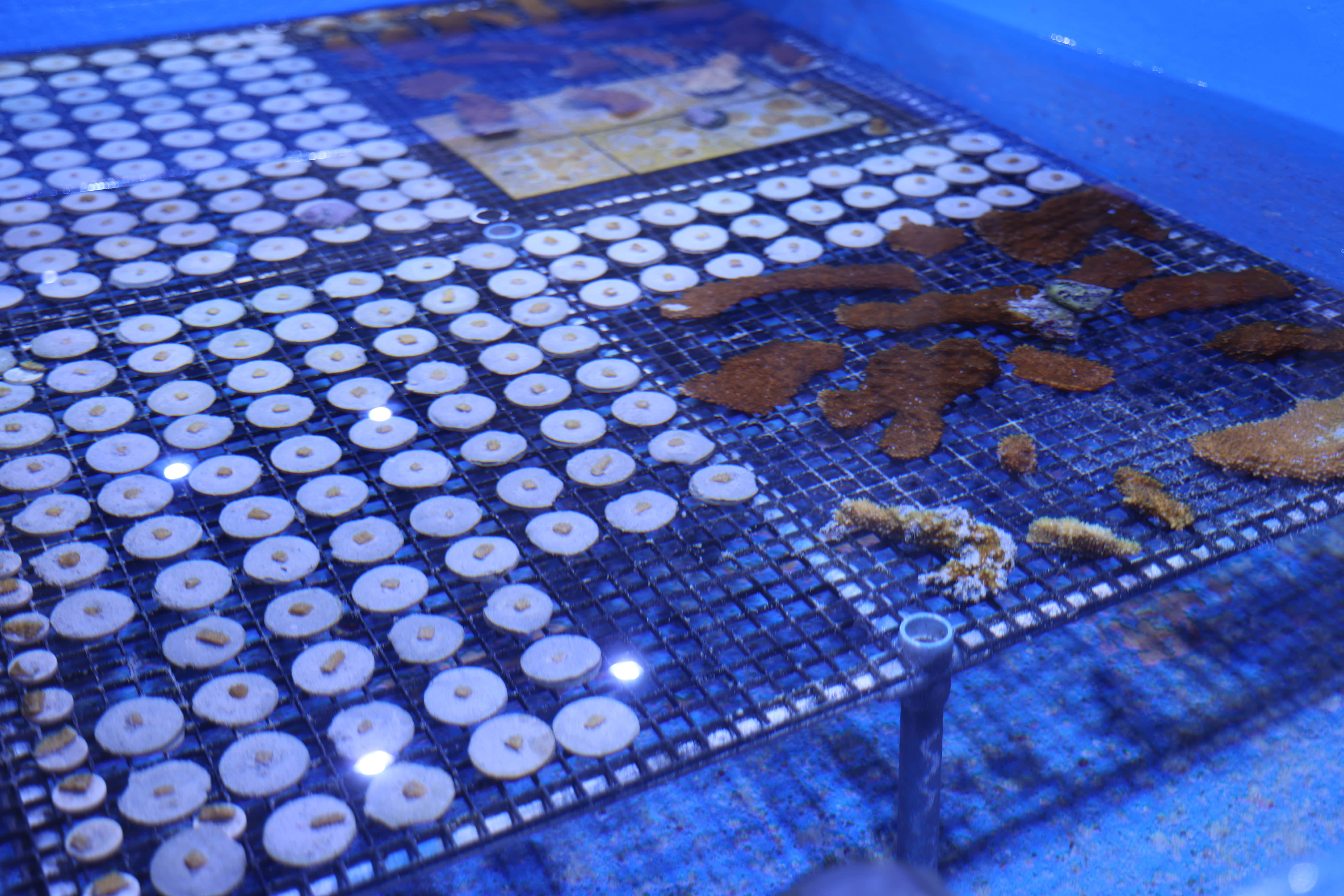 coral disks