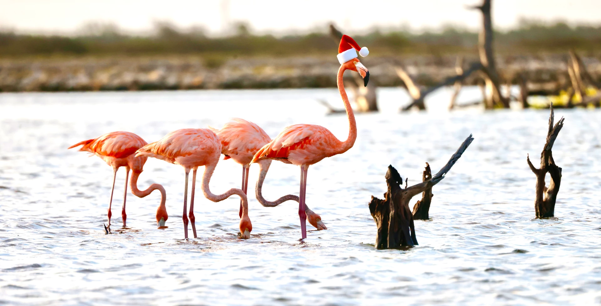 a group of flamingos in water with santa hat