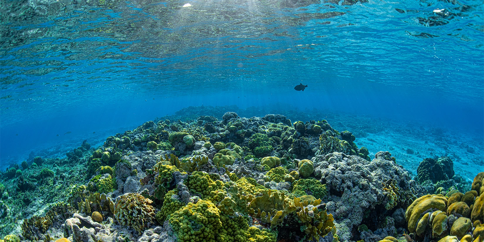 a coral reef with fish swimming in the water
