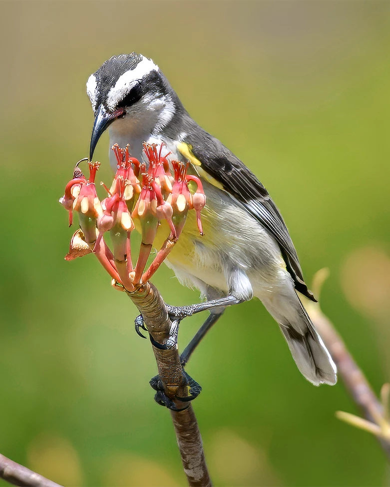 a bird on a branch