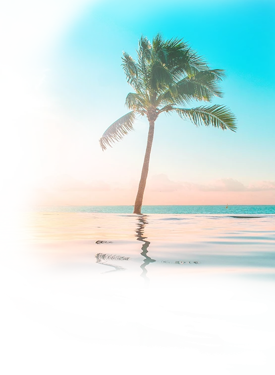 single palm tree reflected in pool with sunsetting on horizon with ocean