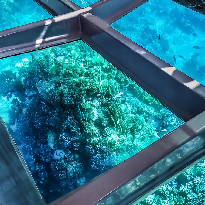 a glass roof with a group of fish swimming in the water