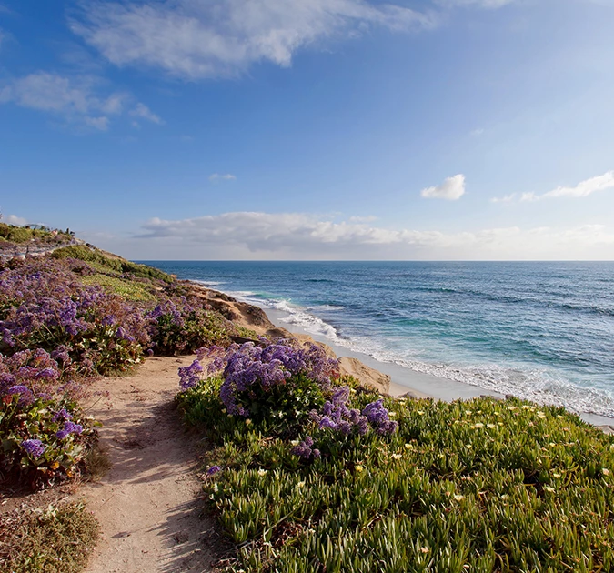 a path with purple flowers on a cliff by the ocean