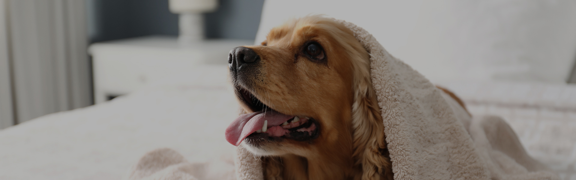 a dog lying on a bed
