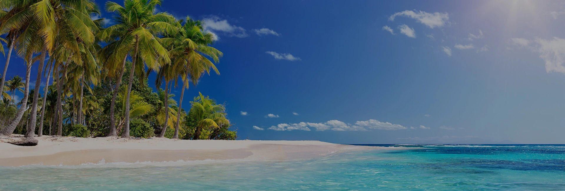 beautiful bright sandy beach with palm trees