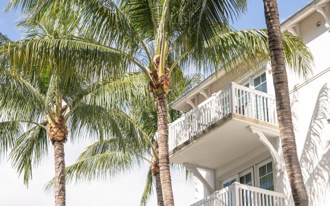 palm trees next to a building