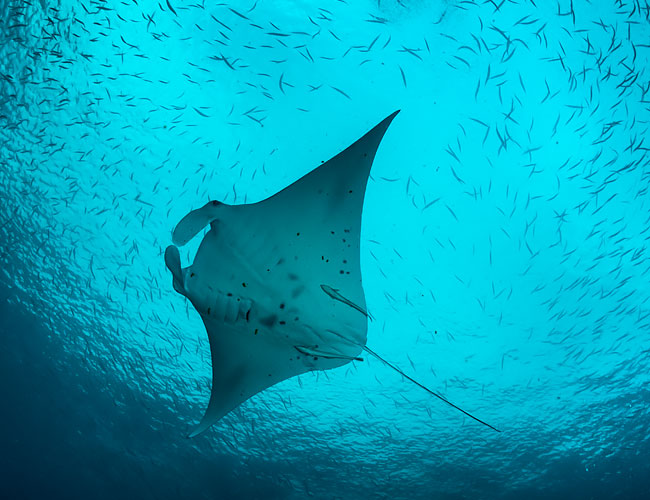 Stingray in the ocean surrounded by small fish