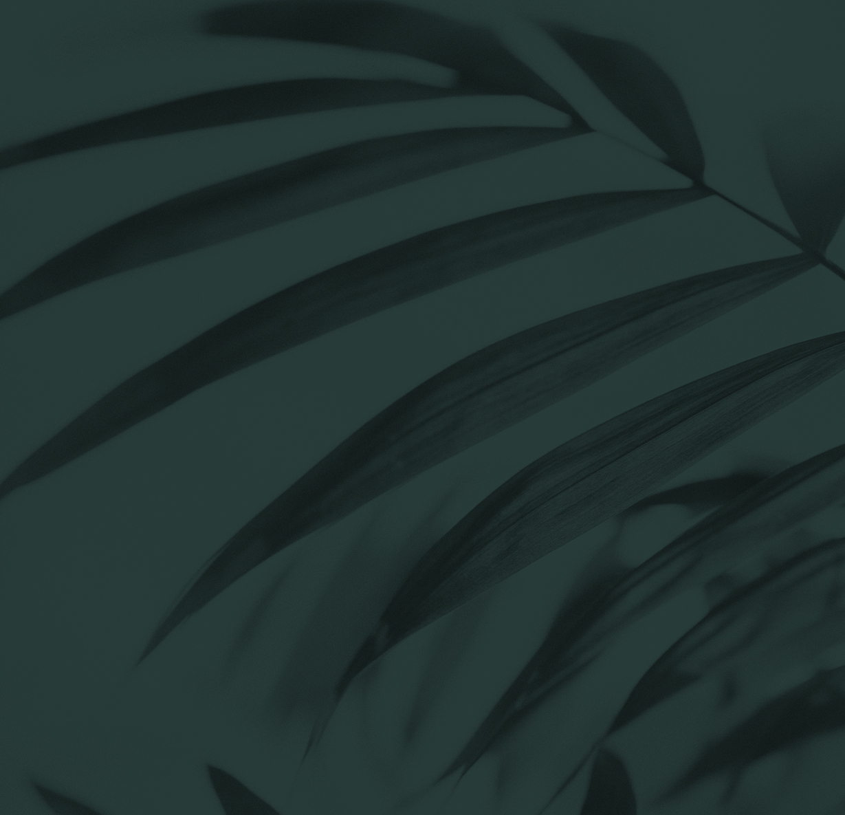 a close up of a leaf and a dark green background