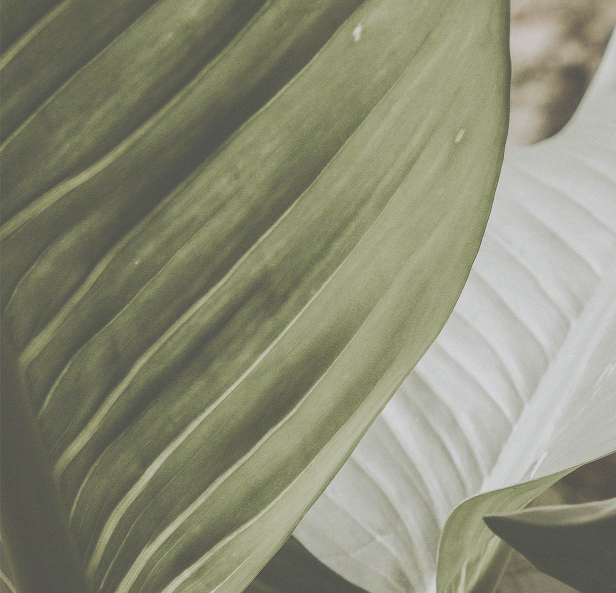 a close up of a leaf