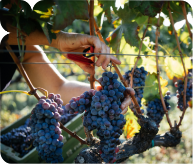 a person picking grapes from a vine