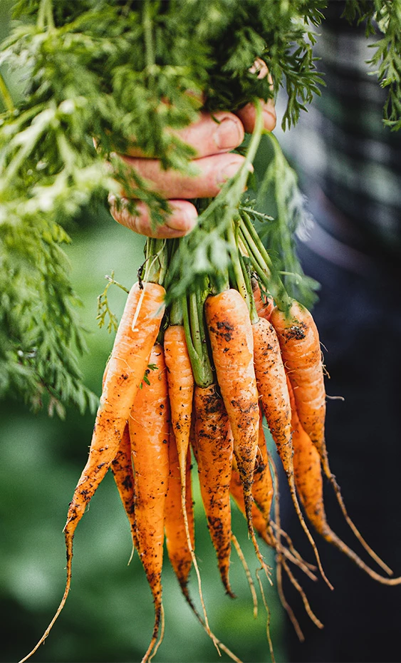 a hand holding a bunch of carrots