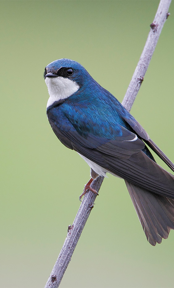 a blue bird on a branch