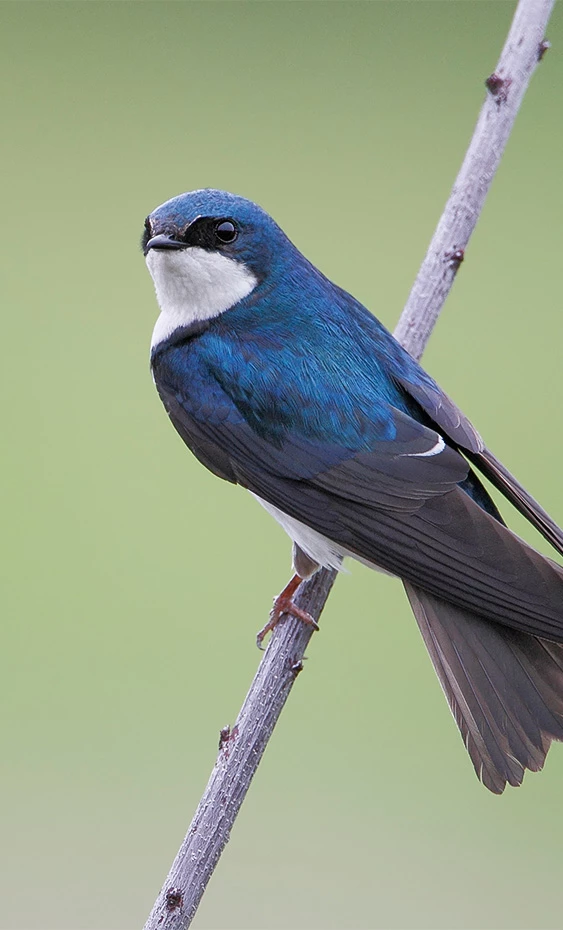 a blue bird on a branch
