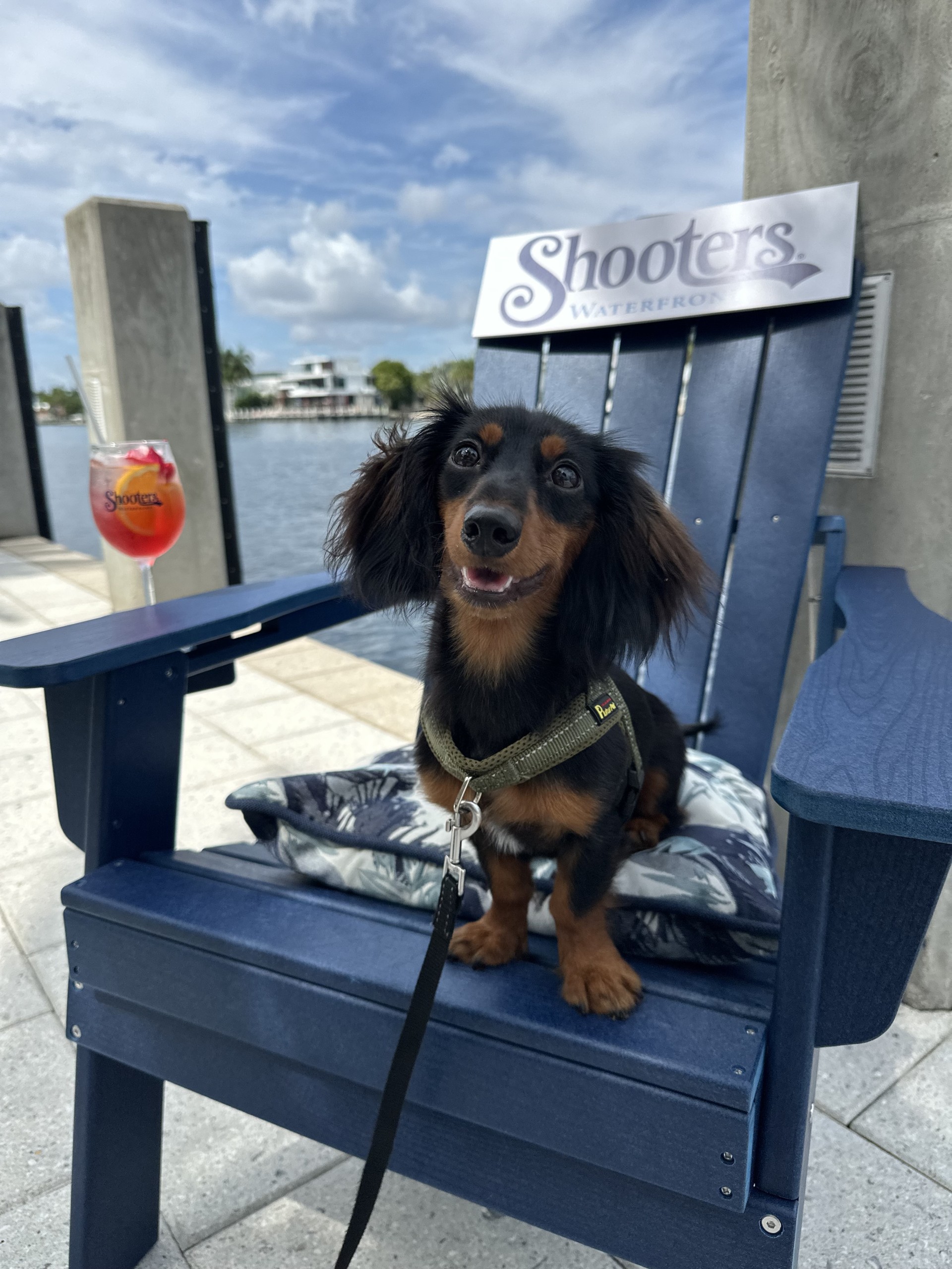 a dog sitting on a chair