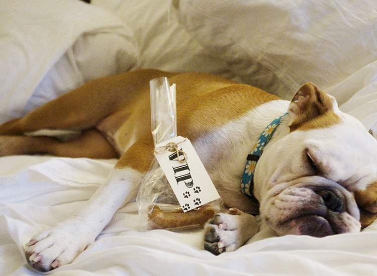 a dog lying on a bed