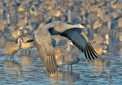 a crane flying over water