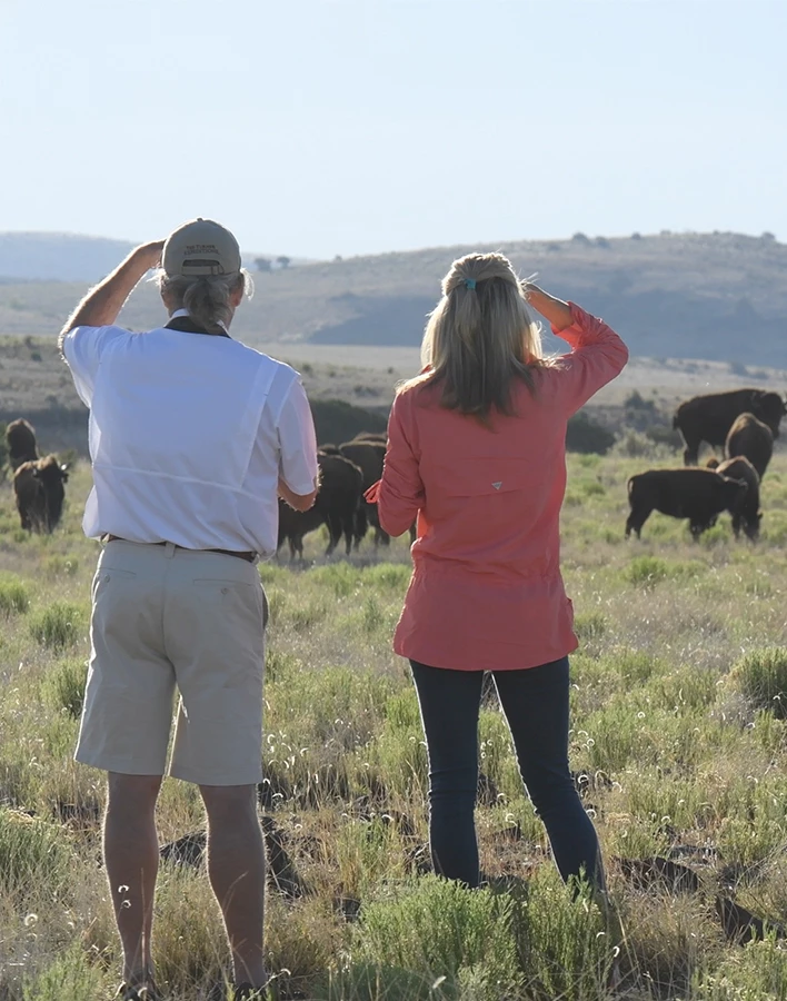 a man and woman looking at a herd of buffalo