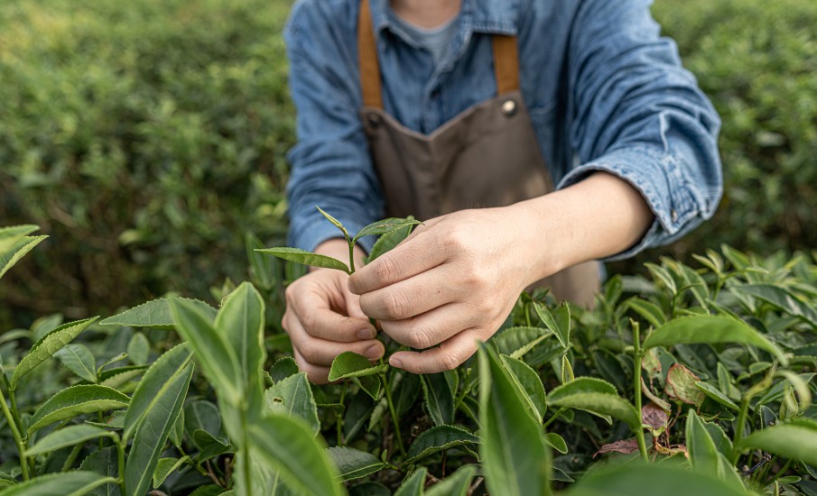 a person holding a plant