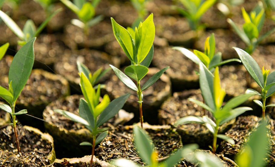 a group of plants growing in dirt