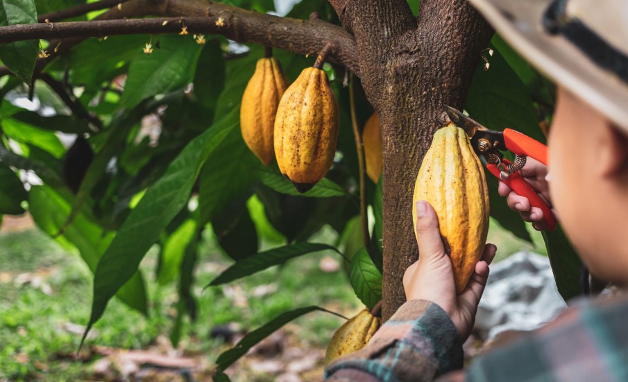 a person holding a bunch of bananas