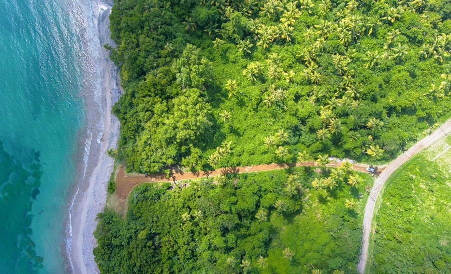 a road surrounded by trees