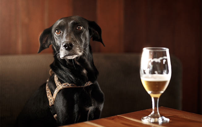a dog sitting on a couch next to a glass of beer