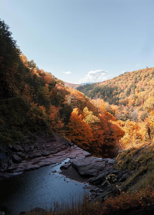 view of the forest ravine during fall