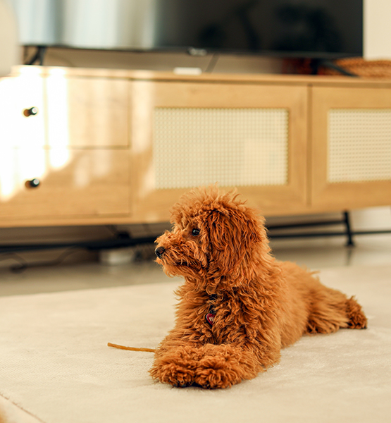 a dog lying on the floor
