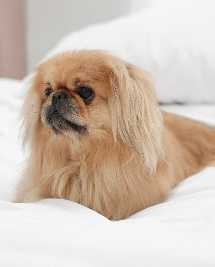 a dog lying on a bed
