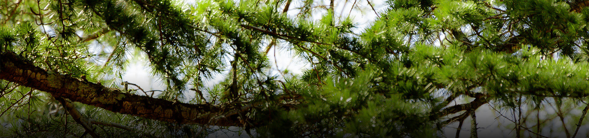 a close up of a tree